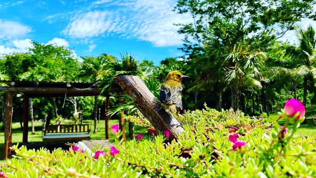 Hotel El Chital Raudales Ngoại thất bức ảnh